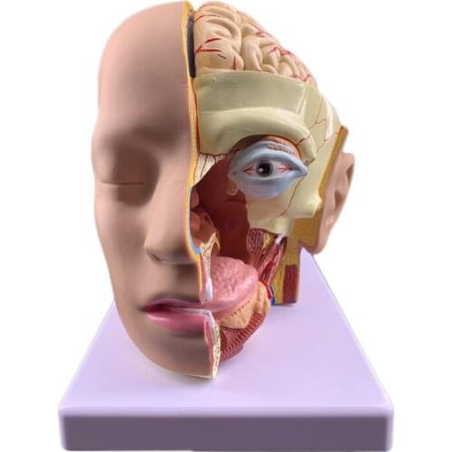 Human head anatomical model with brain model 4 parts hospital teaching human head with cerebral artery model