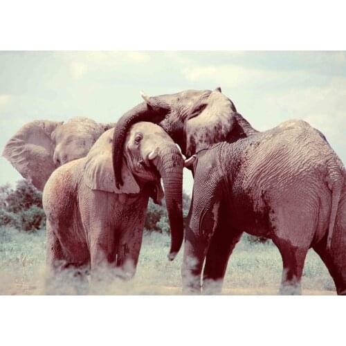 AFRICA - Elephant Herd Picture Art Film Print Silk Poster Home Wall Decor 24x36inch
