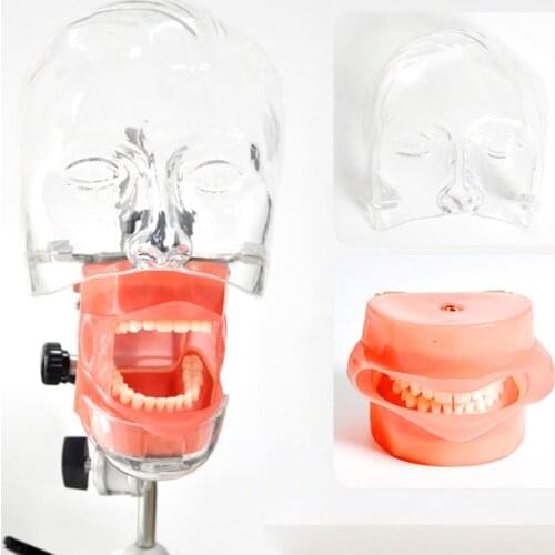Dental Simple Manikin Kit M1003 Dental Tooth model teeth model