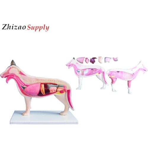 Medical Teaching Animal Dog Anatomical Model