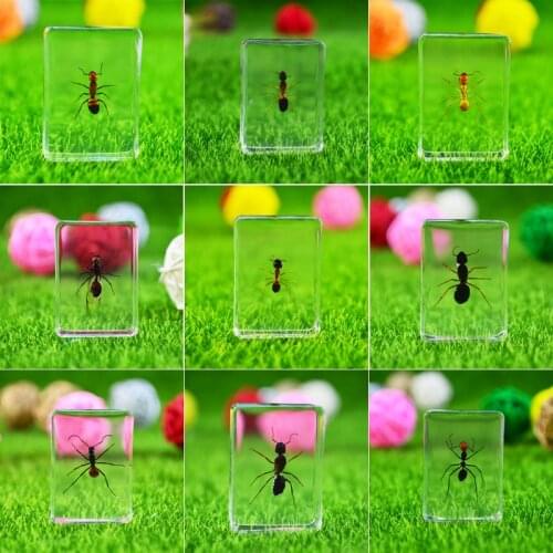 Turkish Worker Ant Specimen Acrylic Square Insect Specimen Fashion Ant Nest Decoration Gift