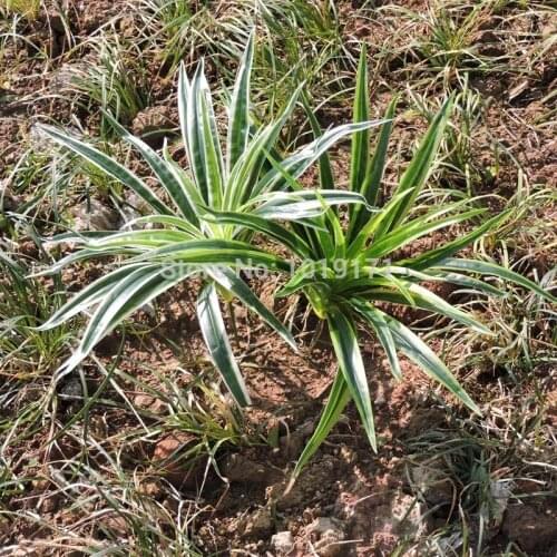 Latex 4pcs X 30 Leaf Artificial Grass Orchid Plant Branch Tree Wedding Home Wall Furniture Decor Green