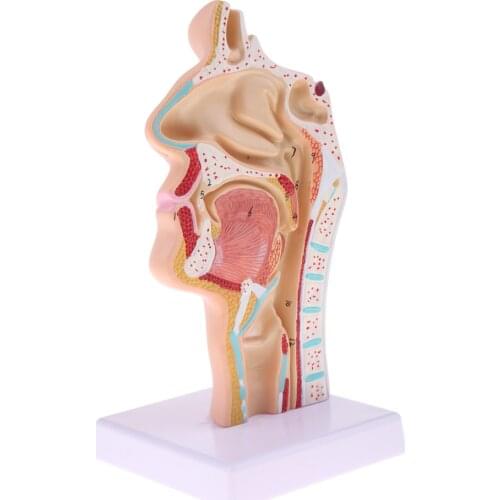 1:1 Human Nasal Cavity Throat Anatomy Model for School Anatomical Study, Lab Demonstration Models