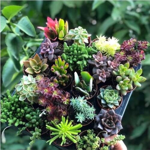 Органические удобрения Karya China At AliExpress