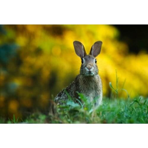 Full Drill Diamond Painting Rabbit DIY Diamond Embroidery Animals Cross stitch Painting Accessories wall Decor