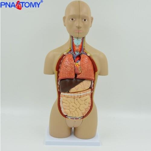 45cm Human Torso Model Dual-sex 16 Parts Brain Heart Stomach Liver Lungs Urinary System Anatomy Tool Teaching Resources