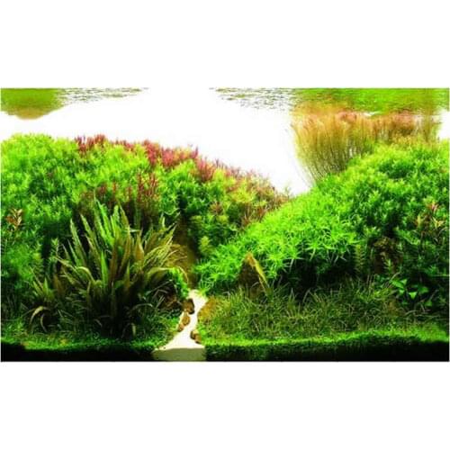 9084 23.3" x 60" Double Sided Aquarium Decoration Picture Poster Fish Tank Background Aquatic Plants / Forest