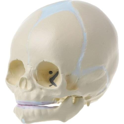 1 Pc 1: 1 Human Fetal Baby Infant Skull Anatomical Skeleton Model Teaching Supplies for Science