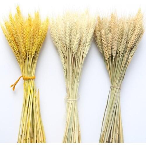 50Pcs/lot Home decor Art flowers and plants Real Wheat Ear Flower Natural Dried Flowers For wedding decoration DIY Craft
