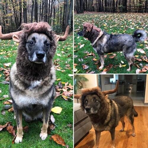 Realistic Lion Wig Dog Costume Fancy Lion Hair Dog Holiday Party Entertainment Pet Headdress Wig Hat Pet Dog Cat Dog Lion Mane