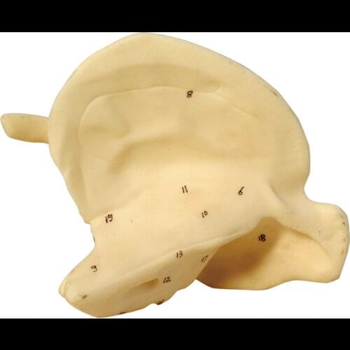 Human Skeletal Anatomical Model of Skull Bone In The Model of Temporal Bone Magnification 16*20*10cm Medical Teaching Model Aids