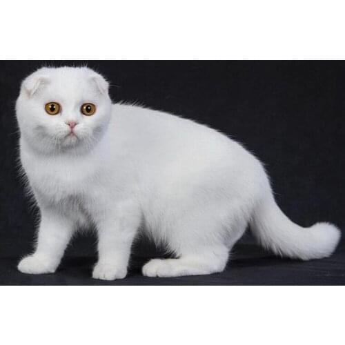 Animal 5D DIY Diamond Painting White cat Diamond Embroidery Sale Diamond Mosaic Full Square/Round drill Rhinestones decor FG1812