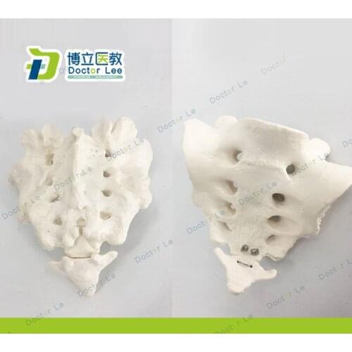 Human Skeleton Coccyx Bone Model for Medical Science Teaching