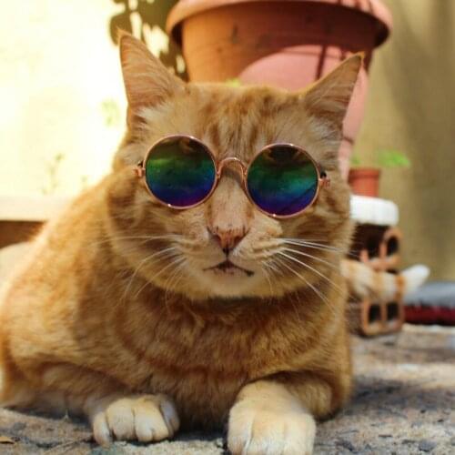 Gift Cats 1pc Lovely Pet Cat Glasses Dog Glasses Pets Products For Little Dog Cat Eye-Wear Dog Sunglasses Photos Pet Accessories