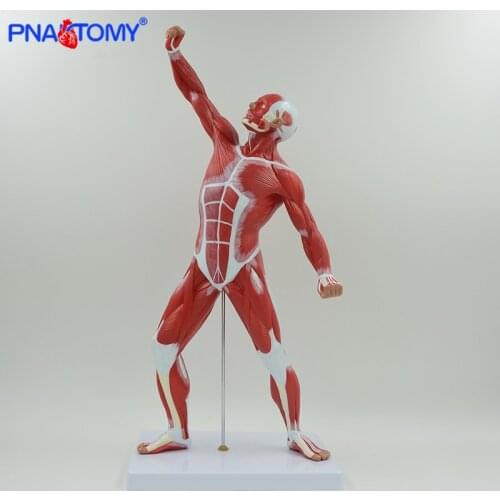 Muscular figure model human muscle anatomy model Artistic sketches tool Gym decoration colored with base human anatomy model