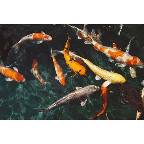 Diamond Painting Full Drill Orange and White Koi Fish DIY Diamond Paint By Kit for Home Wall Decoration