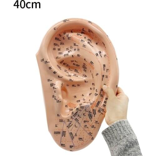 40 CM Large Auriculotherapy Model. Ear Model of Reflex, Diagnosis, Acupuncture & Message