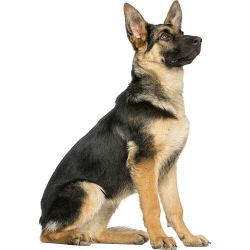 Dawasaru German Shepherd on Board Car Sticker Personalized Decal Laptop Motorcycle Auto Accessories Decoration PVC,20cm*14cm