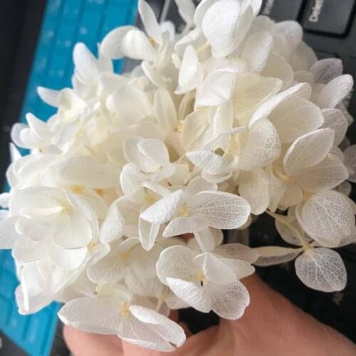 20G Preserved Flowers Annas hydrangea,Dry Natural Fresh Forever Hydrangea with small leaves,Eternelle Rose