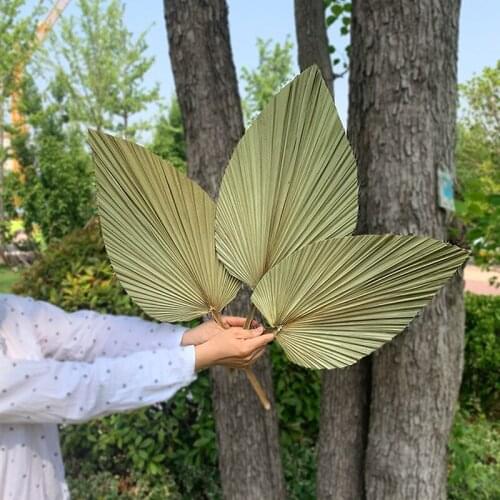 Hot! 1Pc Palm Fan Leaf Dried Flower Palm Leaf Window Reception Party Art Wall Hanging Decoration Wedding Arch Arrangement