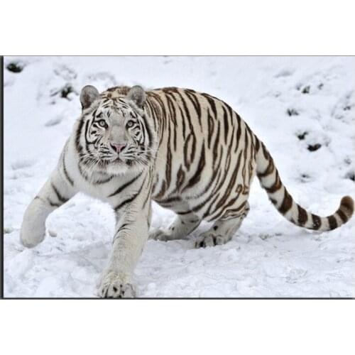 Frameless Singe panel Modern Canvas Spray Painting tiger wall Decal for Kids Room Living Room Decor Home Wall Artwork pictures