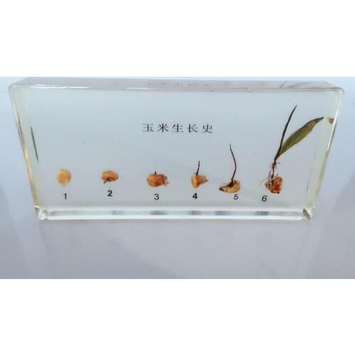 Corn Germination and Growth Process Embedded Specimen Real Plant Growth History Specimens Models Biology Botany Teaching Aids