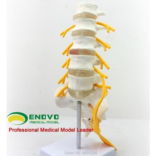 ENOVO Five lumbar vertebrae model of the cauda equina nerve model