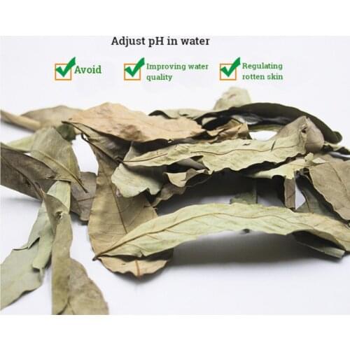 Natural Dimocarpus Longan Leaves Aquarium Decoration Tortois Turtle Fish Tank Cleaning Tool Water Treatment Aquarium Accessories