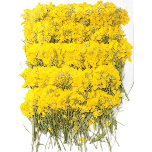 2017 Multi Head Minoan Lace Flower Dried Pressed flower for Acrylic Gems Decoration Free Shipment 120 Branches