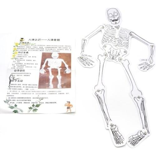 Funny Movable Skeleton Human Model Skull Full Body Mini Figure Novelty Toy Halloween Gift For Children Kids
