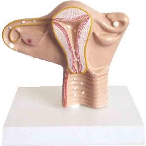 The process of egg movement