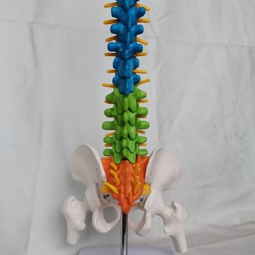 43CM Color Human Spine with Pelvic Model Human Anatomical Anatomy Spine Medical Model School Medical teaching supplies