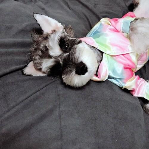 Autumn Pet Dog Clothes for Small Dogs Clothing Puppy Colorful Shirt Yorkies Fashion Jacket Dog Accessories Pug Costume PC1482