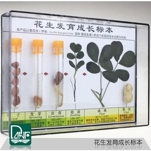 Peanut development and growth specimens Plant growth process Childrens science enlightenment gift