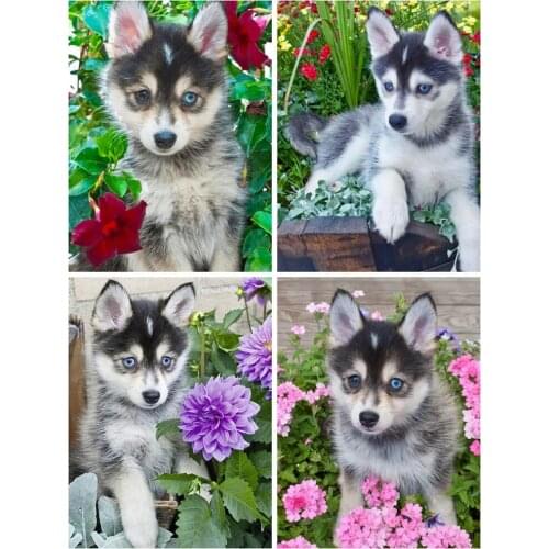 PDMDOG 5D DIY Diamond Painting Dog Diamond Embroidery Husky Mosaic Animal Full Square Round Rhinestone Sale Wall Decoration