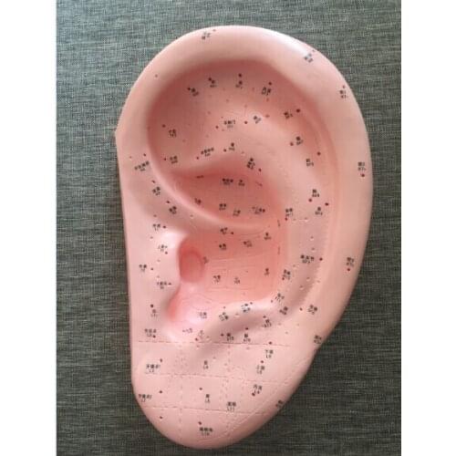 Large ear model English/Chinese code ear acupoint model ear acupuncture massage SZ