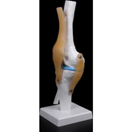Human Anatomical Knee Joint Flexible Skeleton Model Learning Aid Anatomy