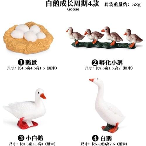White Swan Growth Cycle Set Solid ABS Plastic Hand Model Simulation Animal Egg Model Educational Christmas Gift For Children Kid