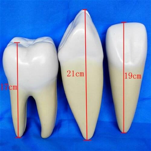 3 teeth set normal teeth Anatomical model Teaching aids for dental medical teaching
