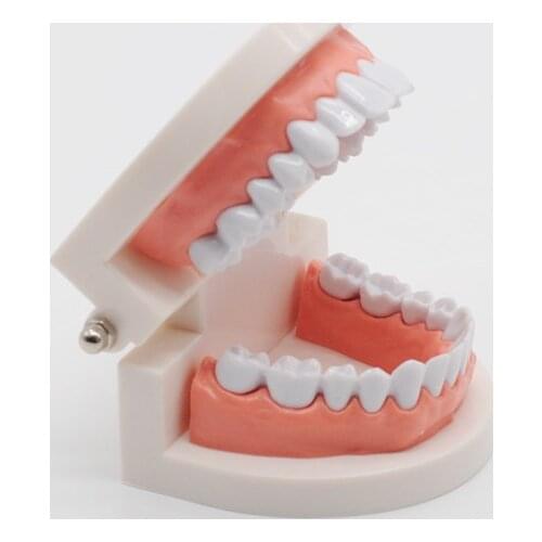 Dentist Teaching Study Typodont Demonstration Tool Standard Adult Teeth Model