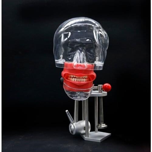 Dental head model Teaching skull model Teeth model teaching instrument Simple simulation head model for preparing teeth