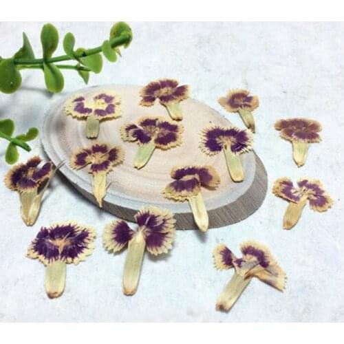 120pcs Pressed Dried Dianthus Chinensis L Flowers Plant Herbarium Jewelry Postcard Invitation Card Phone Case Making Accessories