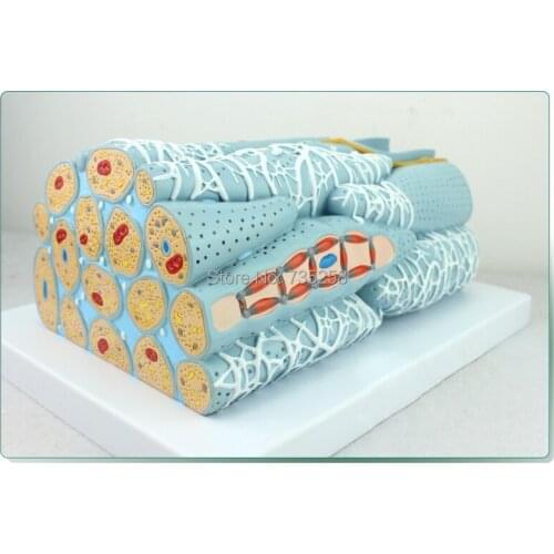 Myocardial Tissue Anatomy Model,Myocardial Cells,Myocardial Engineering Microscopic Model