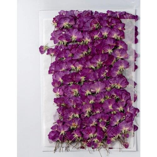 250pcs Pressed Dried Flower Purple Rose Herbarium For Face Make UP Nail Art Jewelry Bookmark Phone Case Card DIY