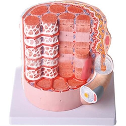 Fine skeletal muscle fiber model, 20000 times magnification, histology teaching model