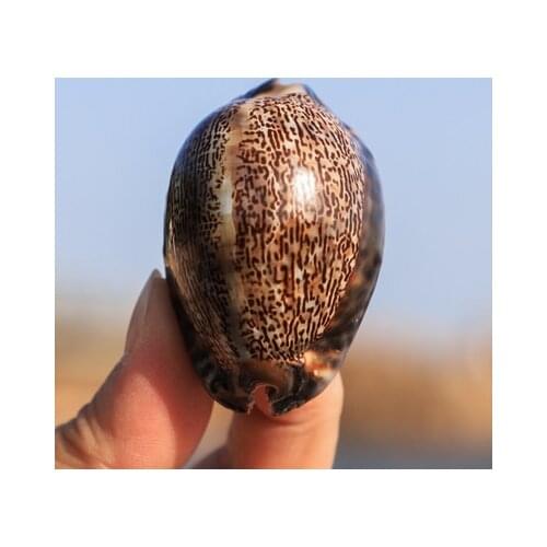 Asian Treasure Snails Natural Seashell Specimens Aquarium Fish Tank Landscaping Decoration Mediterranean Home Collection