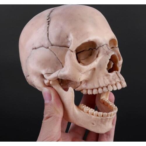 15pcs/set 4D Disassembled Skull Anatomical Model Detachable Medical Teaching Tool