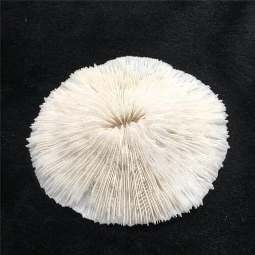 Home Furnishing Natural White Coral Sea Decoration Natural Ornaments Wedding/Festival/Party Decoration Great Gift