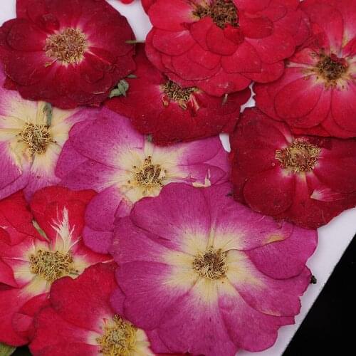 4 Packs Mixed Real Pressed Dried Flowers DIY Scrapbooking Phone Cover Crafts