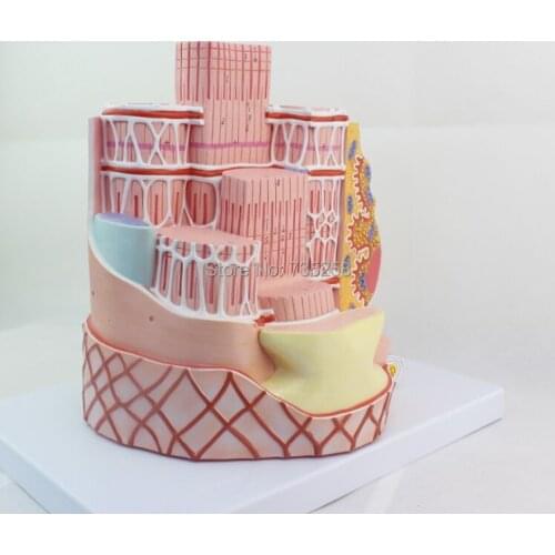 Structure of the bone fiber model ,skeletal muscle model,Sarcoplasmic reticulum enlargement anatomical model
